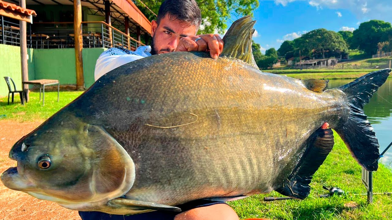 TAMBACUS COMENDO DEMAIS NO PESQUEIRO DO MARCO, PARAÍSO NO INTERIOR DE SÃO PAULO