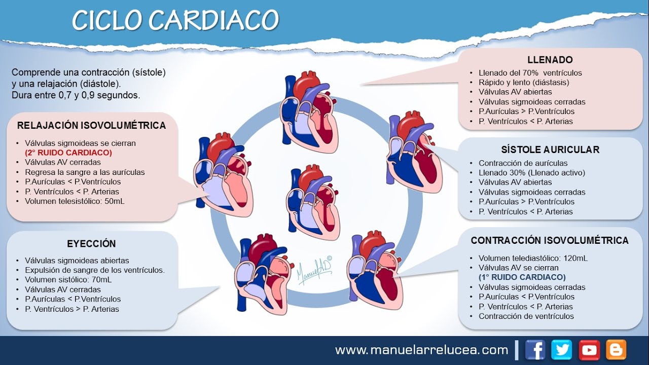 CICLO CARDIACO