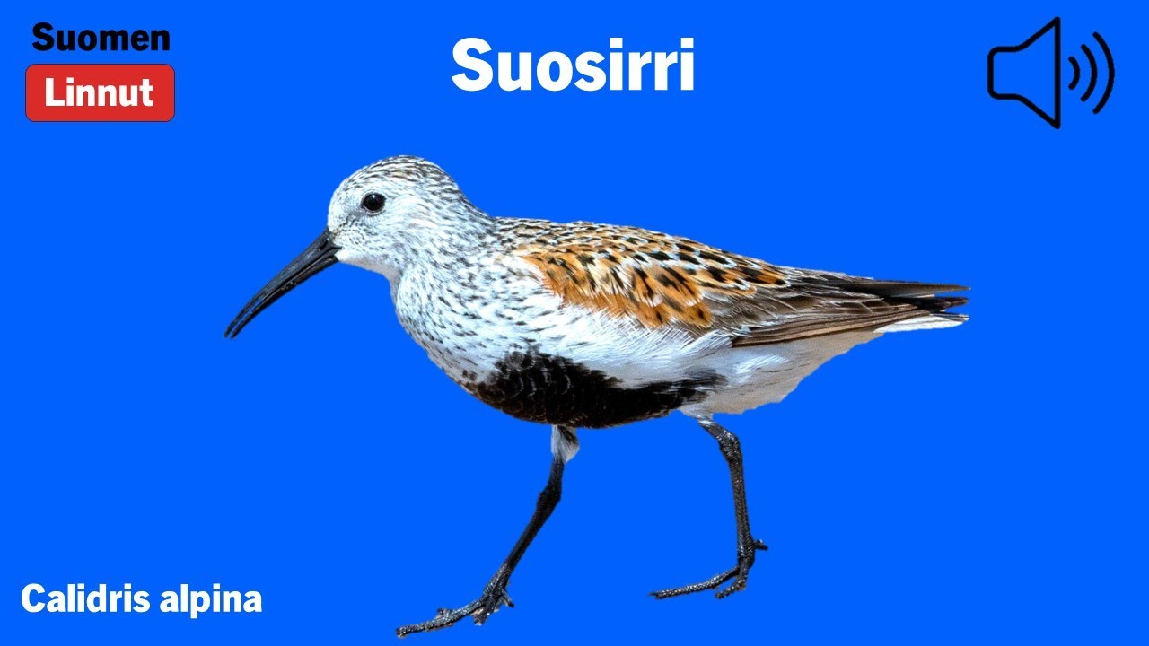 Suosirri - Calidris alpina - Dunlin - kärrsnäppa - CALALP