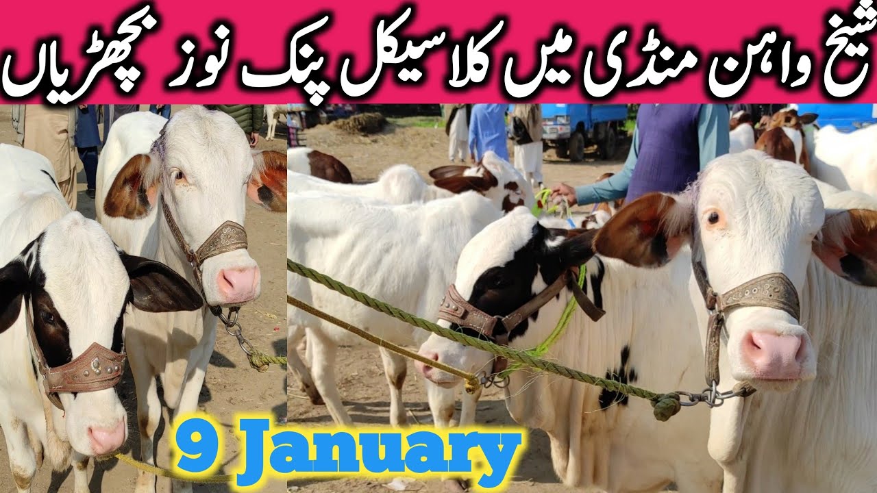Pink Nose Bachrian Zero Size Bachre Qurbani 2023 Sheikhwahan Cow Mandi || Global Village Farming