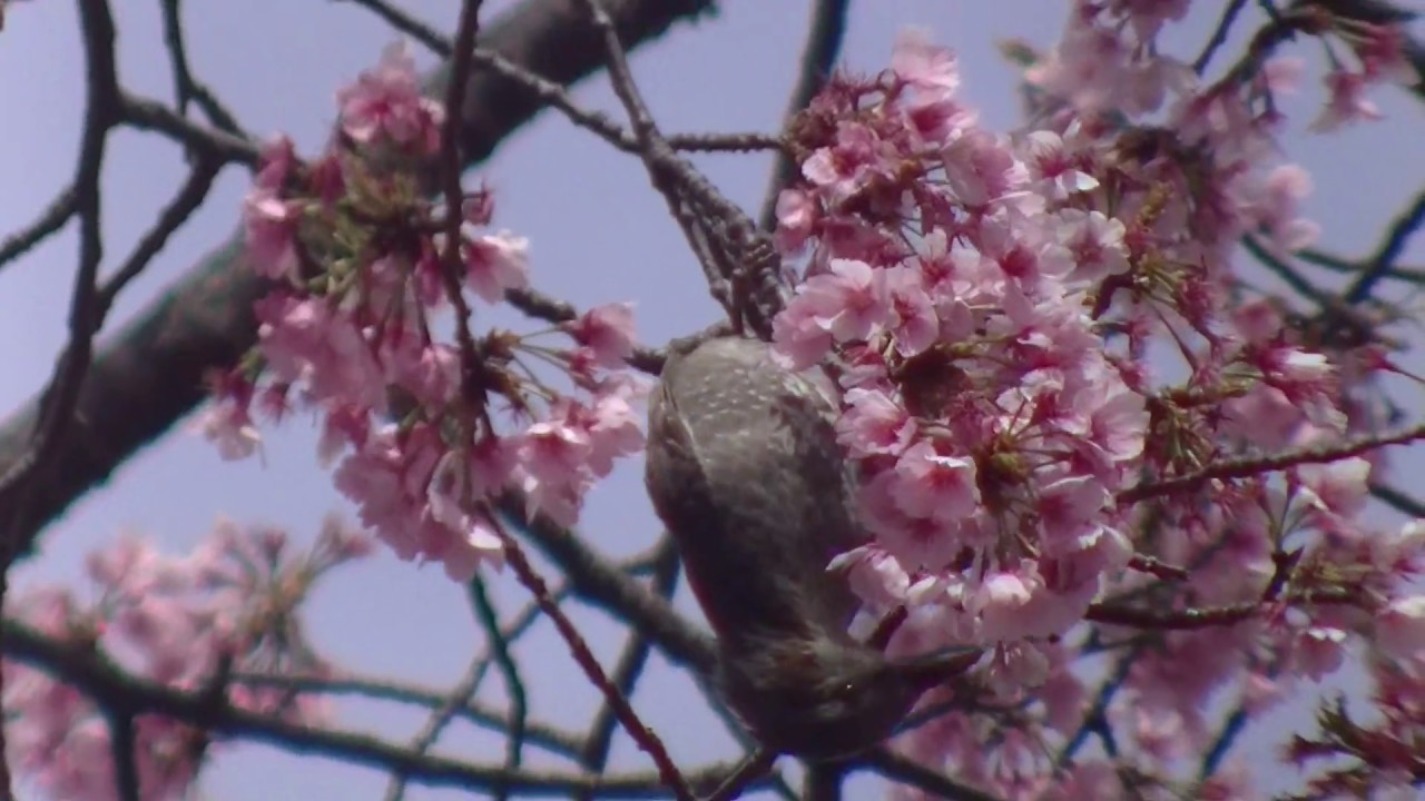 野川公園と武蔵野公園と野川沿い花見散歩
