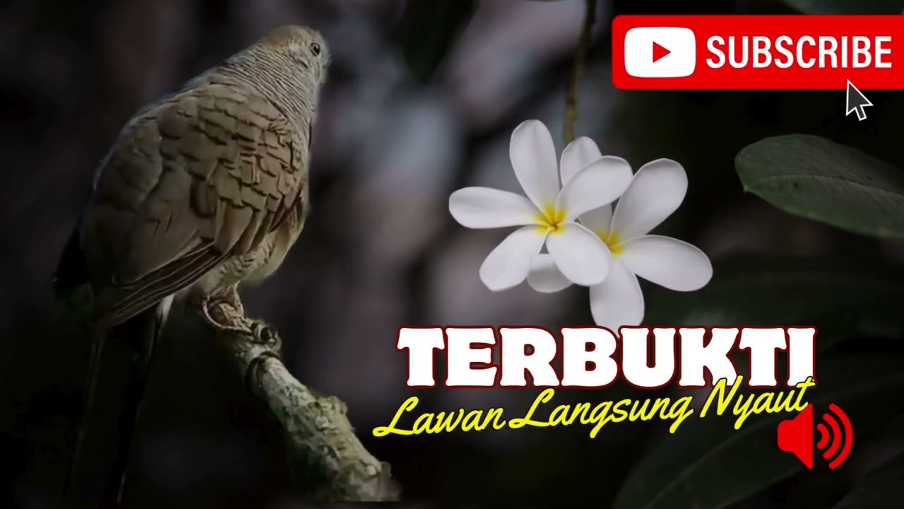 Perkutut Lokal Gacor Suara Besar Pancingan Burung Perkutut Agar Cepat Bunyi.