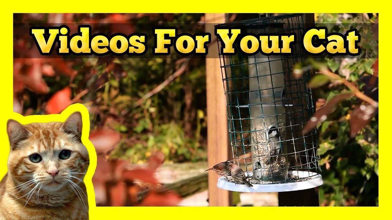 Videos for your Cat - Chickadees