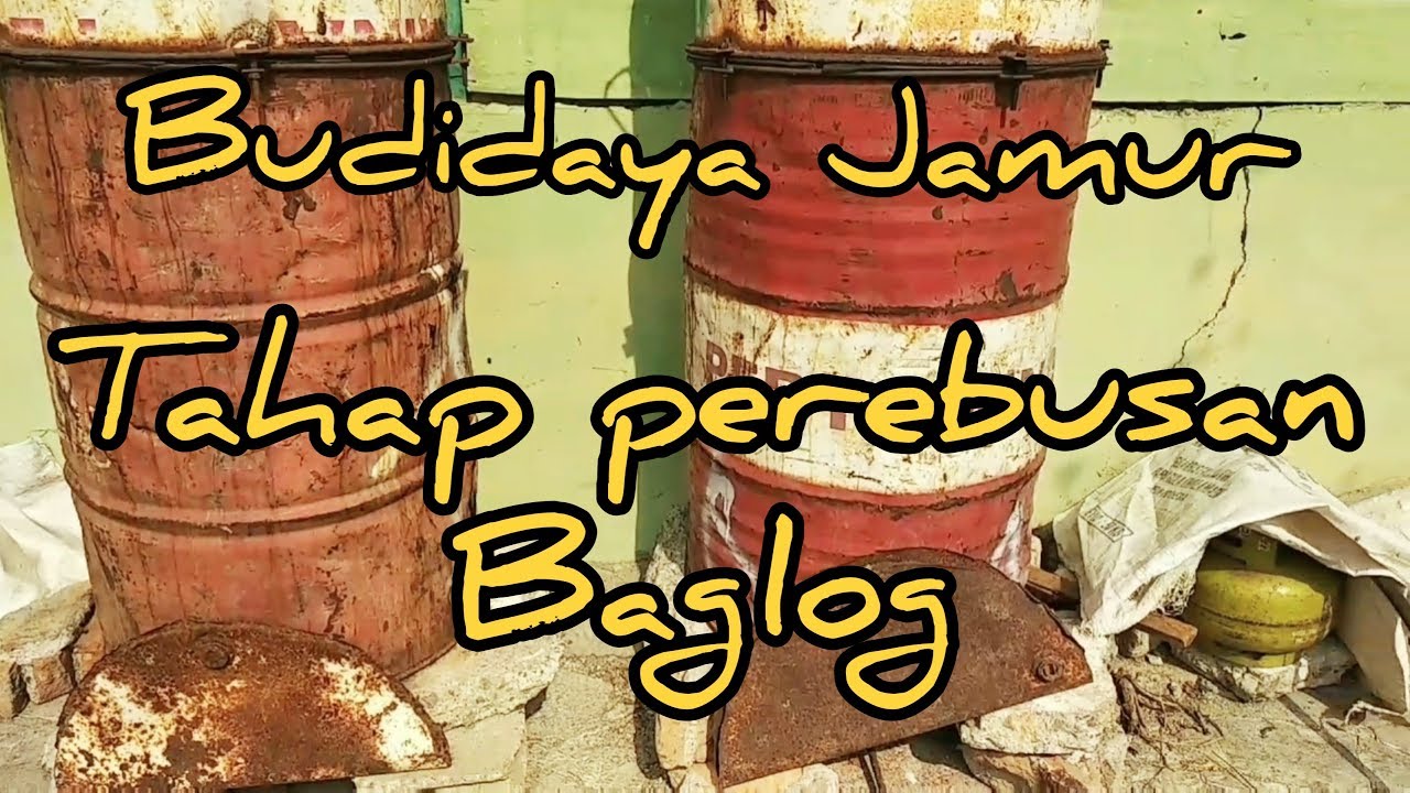 Jamur Tiram!! Tahap tahap perebusan baglog.