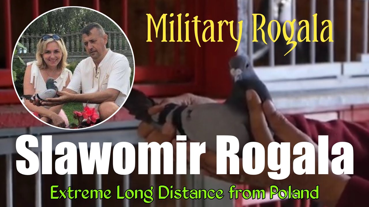 Slawomir Rogala | Military Rogala Bloodlines from Poland - Extreme Long Distance Pigeon