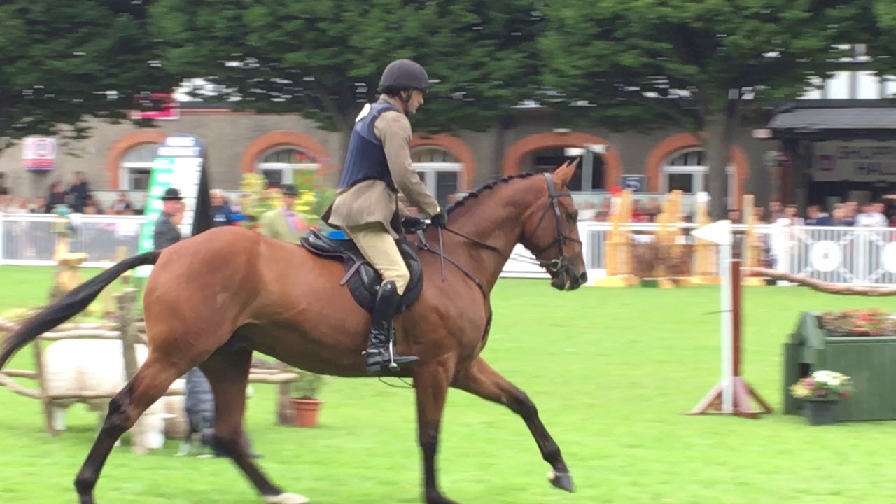 CHASE | 2017 Dublin Horse Show 5yr Old Working Hunter Champion