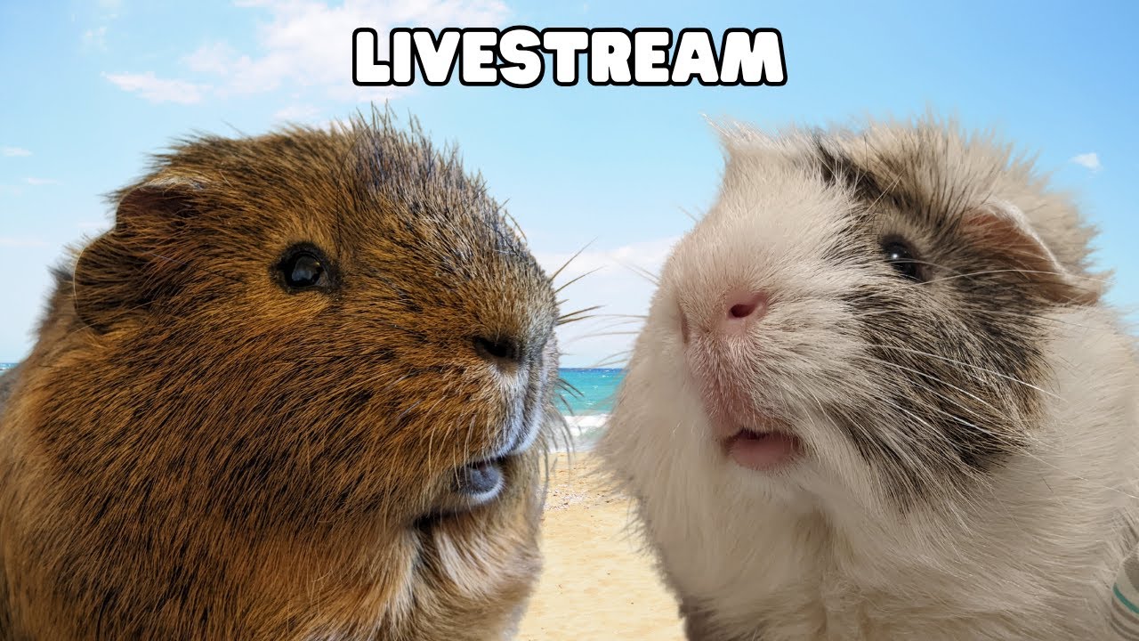 They Cant Stop Stealing Carrots