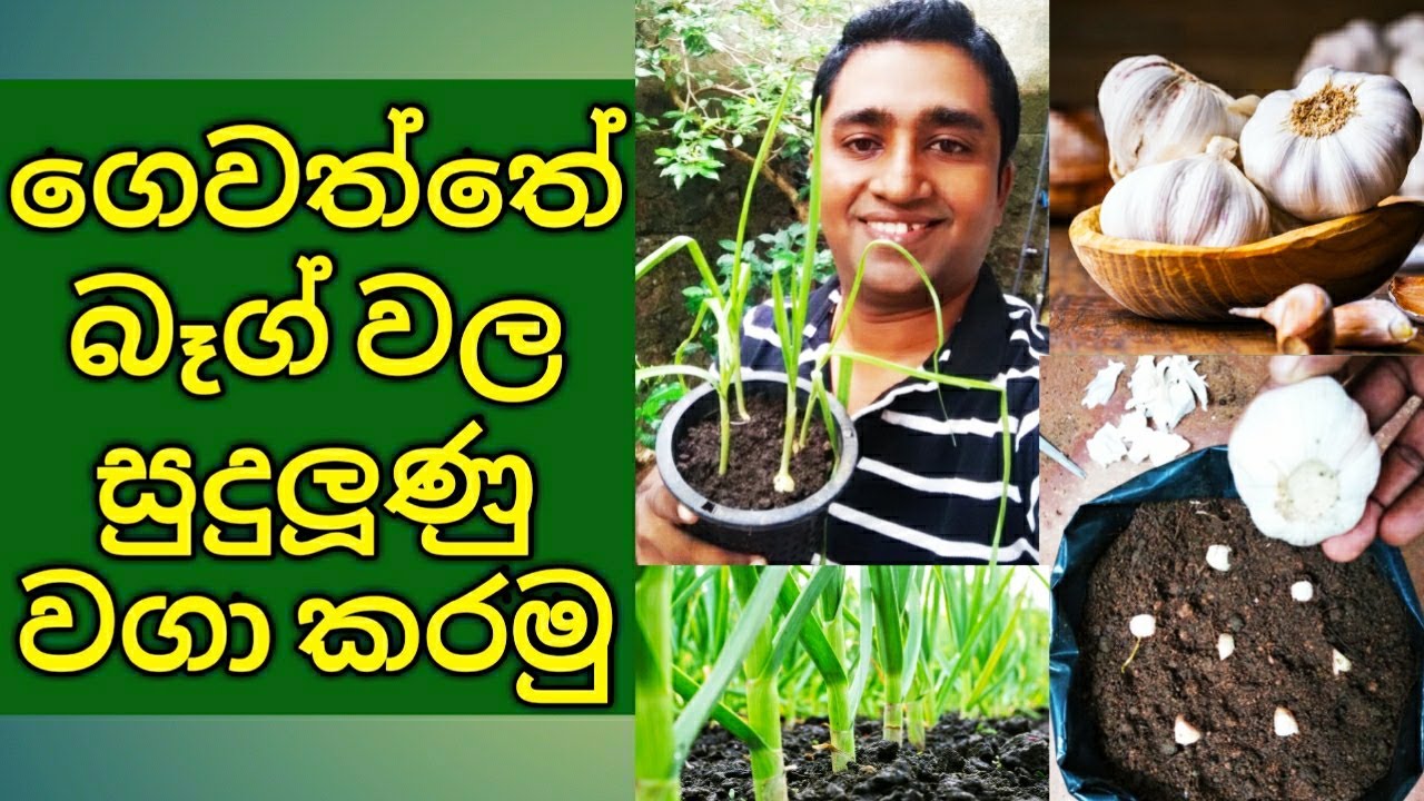 Garlic cultivation in Sri Lanka How to cultivate Garlic in Home garden