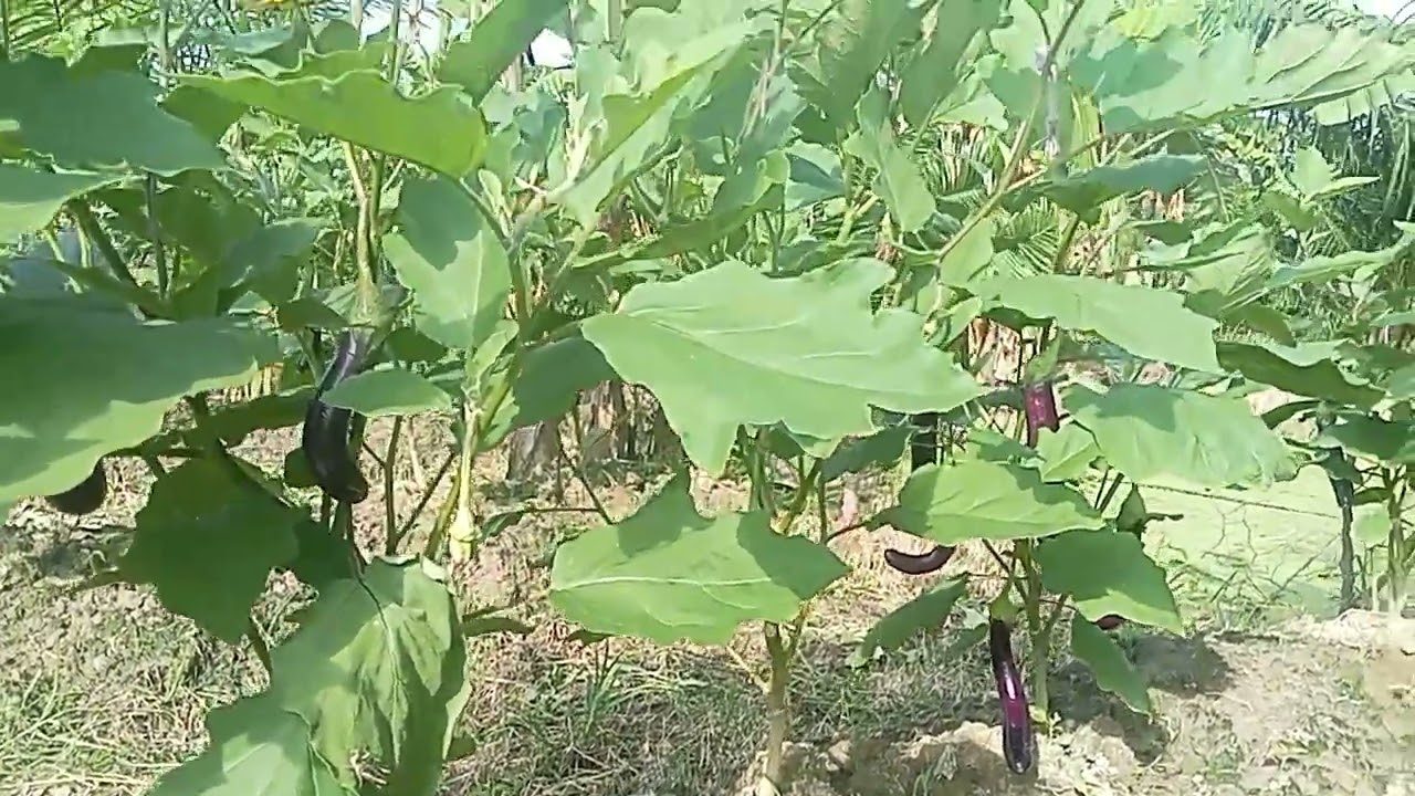 berbudidaya tanaman terongtumpang sari dengan cabe rawit lokal