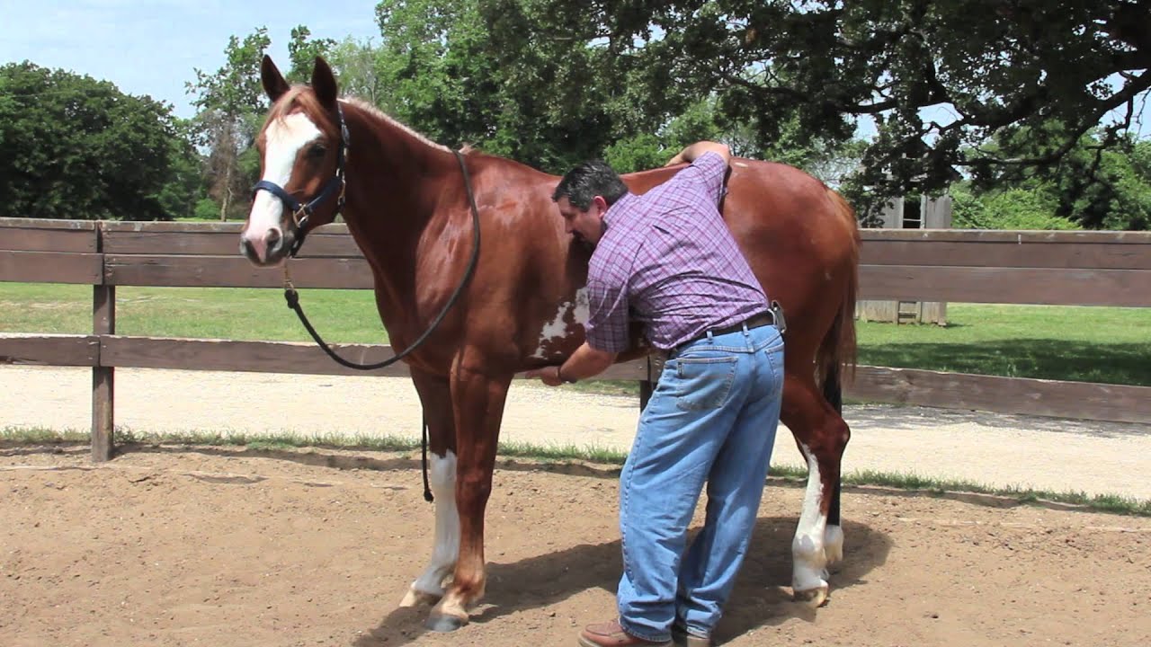 Equine Ulcer Diagnosis by Mark DePaolo, DVM