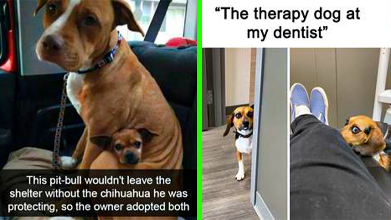 If You Prefer Dogs Over People, You'll Probably Love These Heartwarming Memes