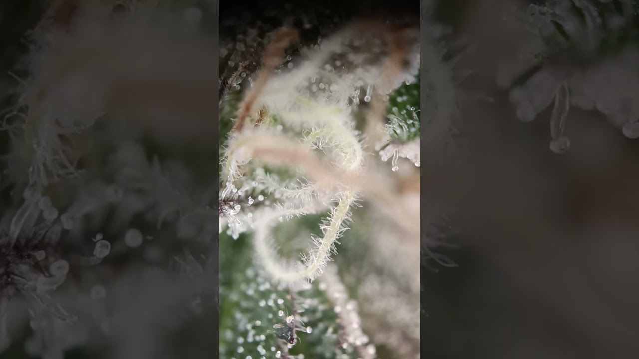 Insane Frosty Terpenes 😳✨ The Hidden Crystal World Under the Microscope 🔬💎