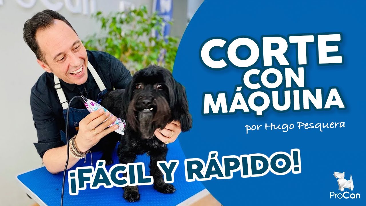 C&oacute;mo cortar el pelo a un perro con m&aacute;quina 🐶✂ Consejos para peluquear o rapar | Hugo Pesquera