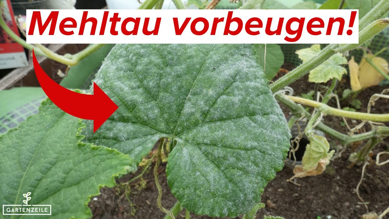 Mehltau vorbeugen & bek&auml;mpfen | echten und falschen Mehltau verhindern!