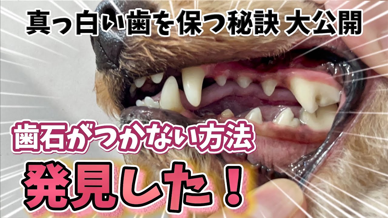 【歯石取りのその後】歯石がつかない方法を発見した！！犬の歯みがき＊猫の歯みがき⌇歯石除去のアフターケア #歯石除去 #歯周病予防 #犬のハミガキ