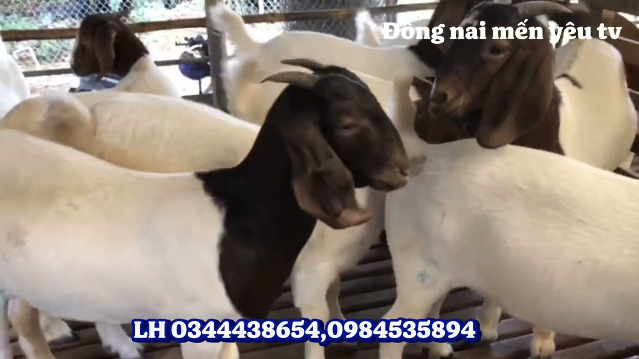 Giá Dê thương phẩm chuẩn tại Đồng nai 
