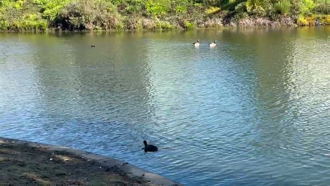 A Lazy Day at The Lake