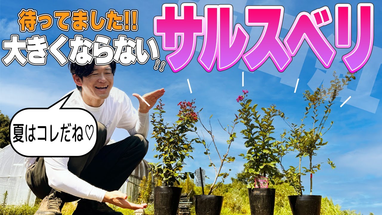 【ハイスぺック植木】サルスベリのおいしいところだけをとことん楽しむ【矮性サルスベリ】