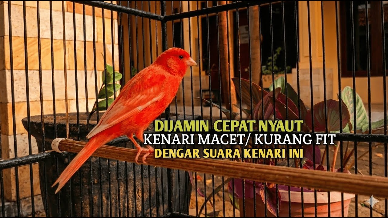 1 JAM kenari gacor panjang Cuit Cuit EMOSI, Pancingan Kenari Paud Belajar Bunyi, terapi AMPUH Kenari
