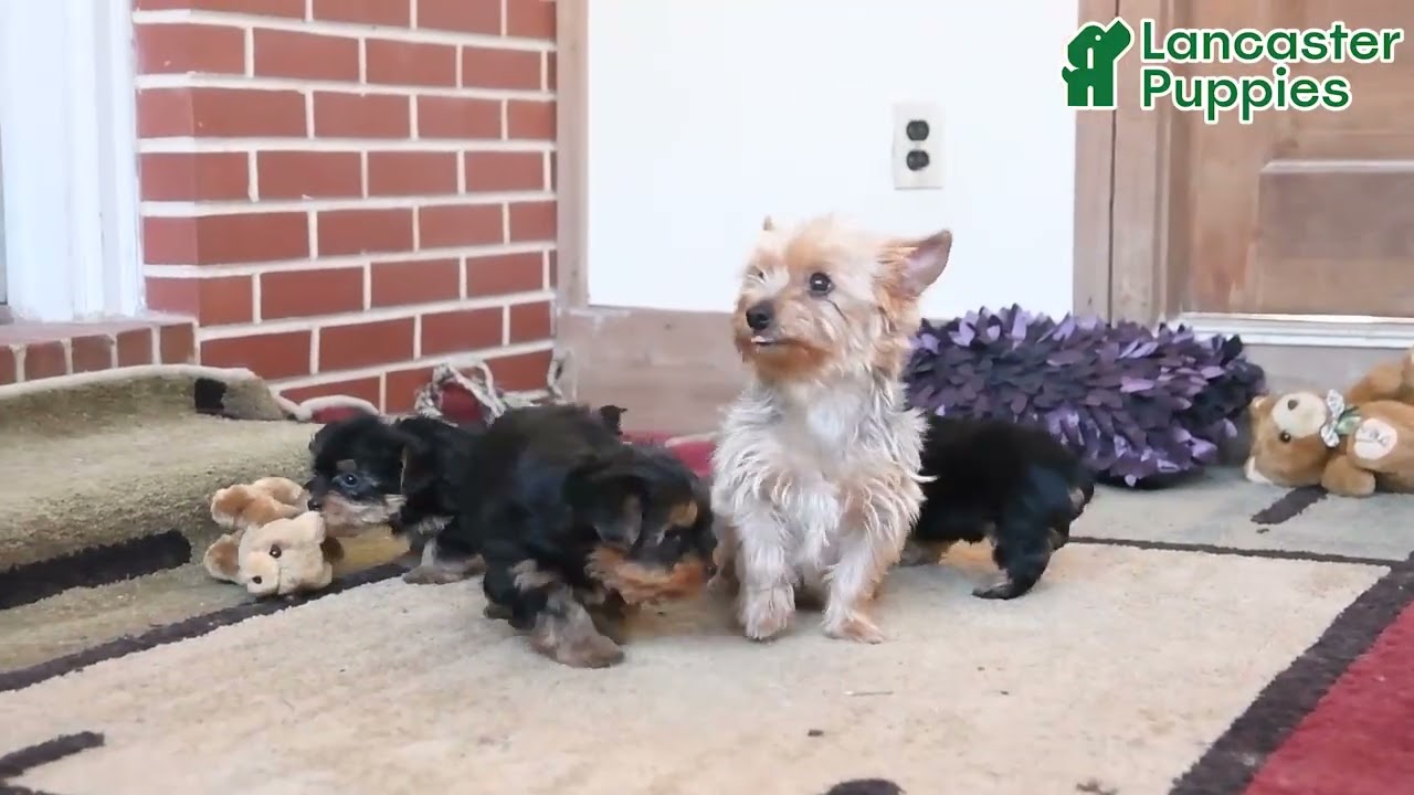 Cute Yorkshire Terrier Puppies