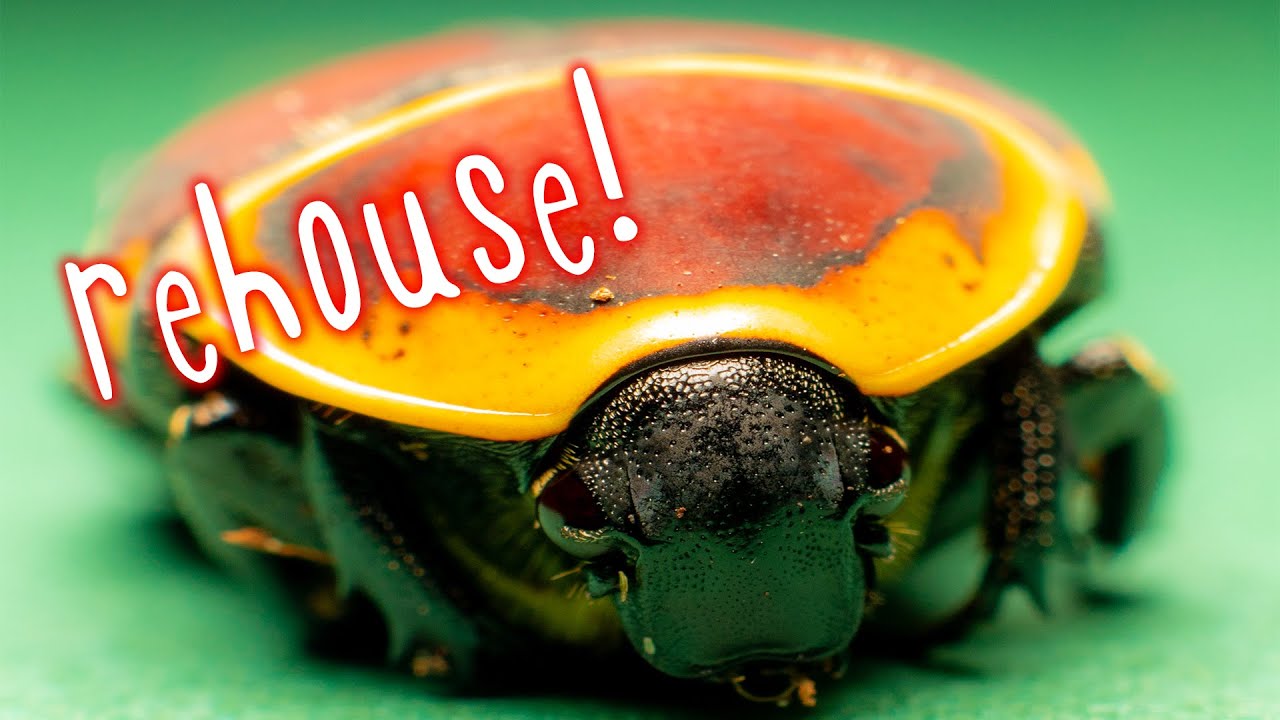 Clumsy sun beetles need a new home! [REHOUSE]