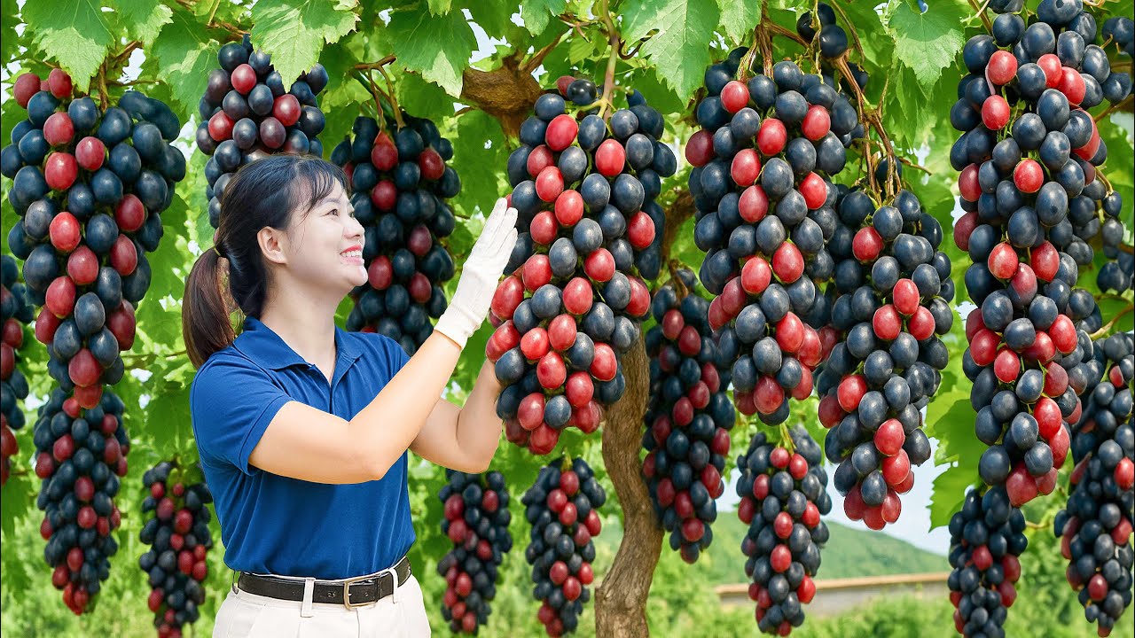 Harvesting Rare Wild Grapes | Homemade Cheesecake & Fine Wine Combo - SOLD OUT Instantly