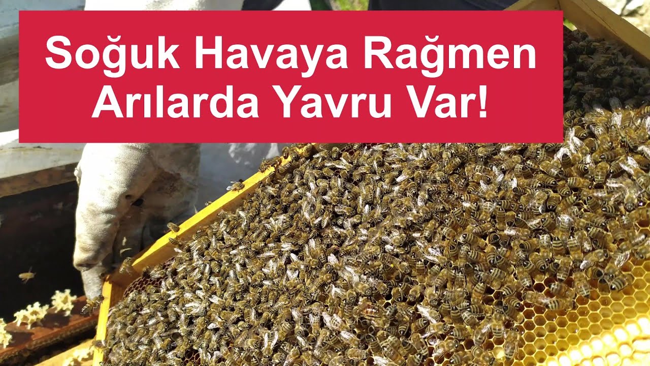 Arımız soğuklarda yavrusunu korumuş!