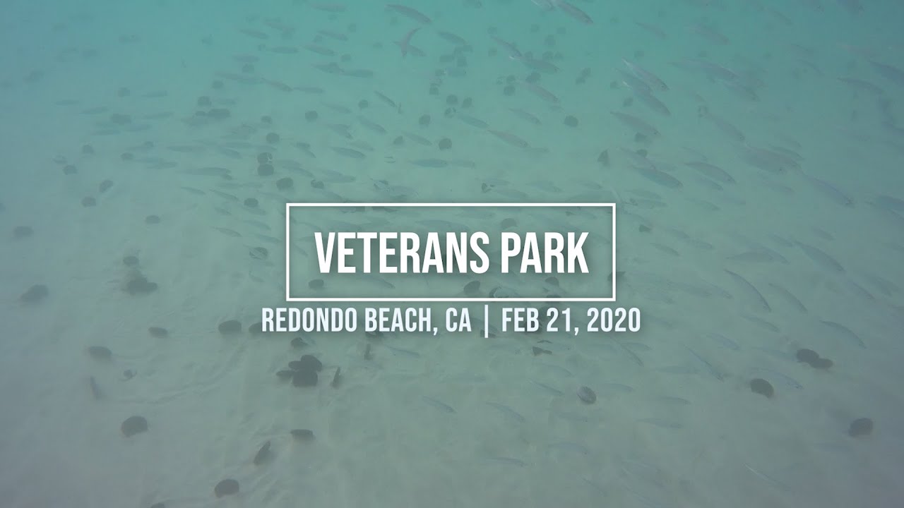 Scuba Diving at Veterans Park, Redondo Beach | Thornbacks, Schooling Topsmelt, Moon Snail, and more!