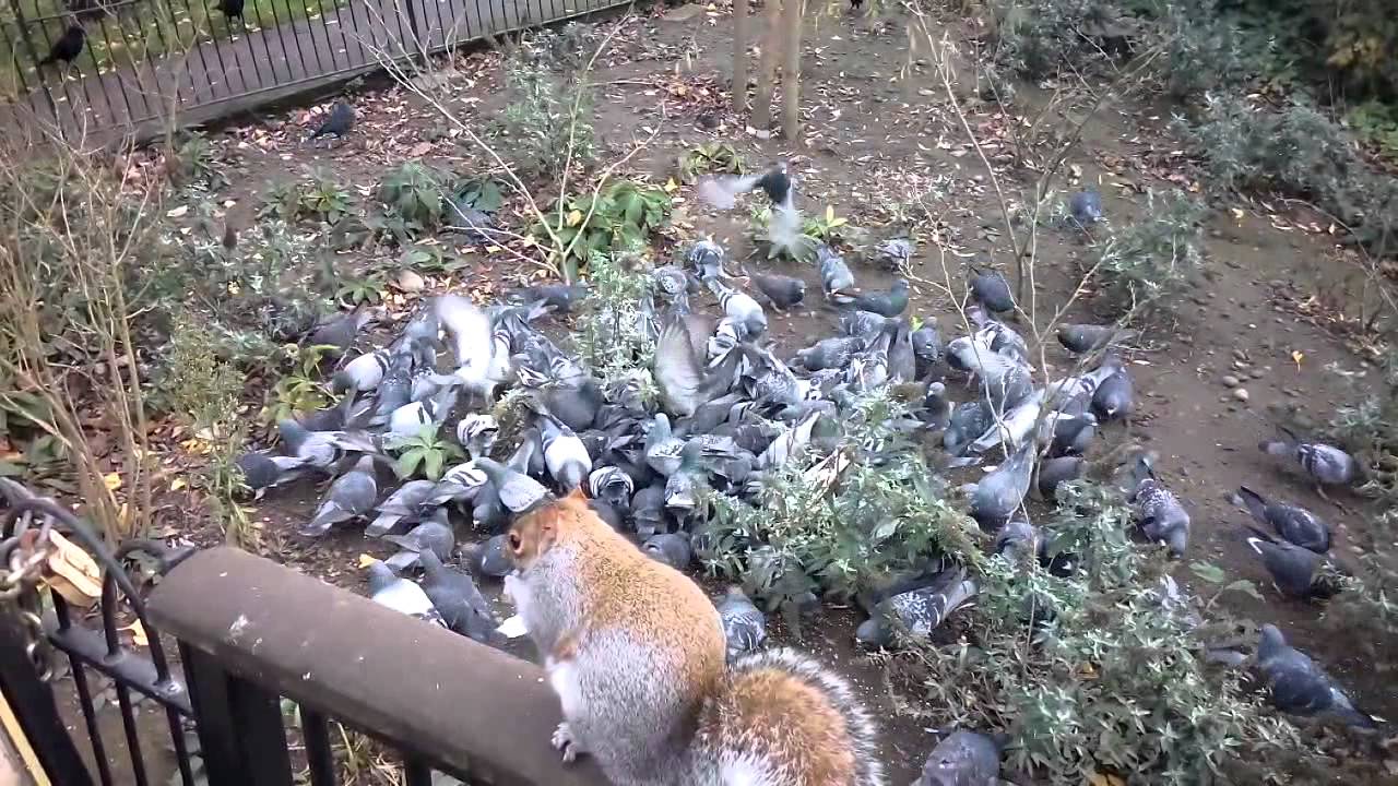Feeding Frenzy! Mobbed by Squirrels, Pigeons and Ducks