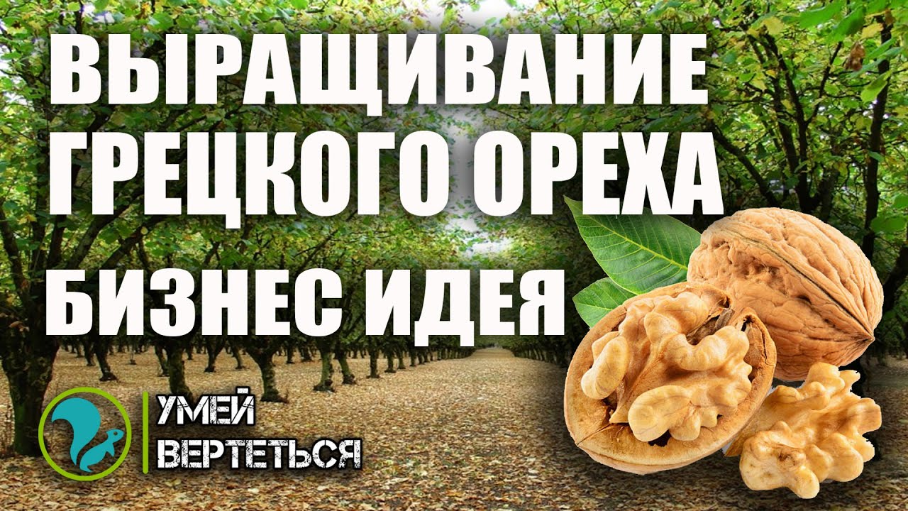 Выращивание грецкого ореха. Бизнес идея