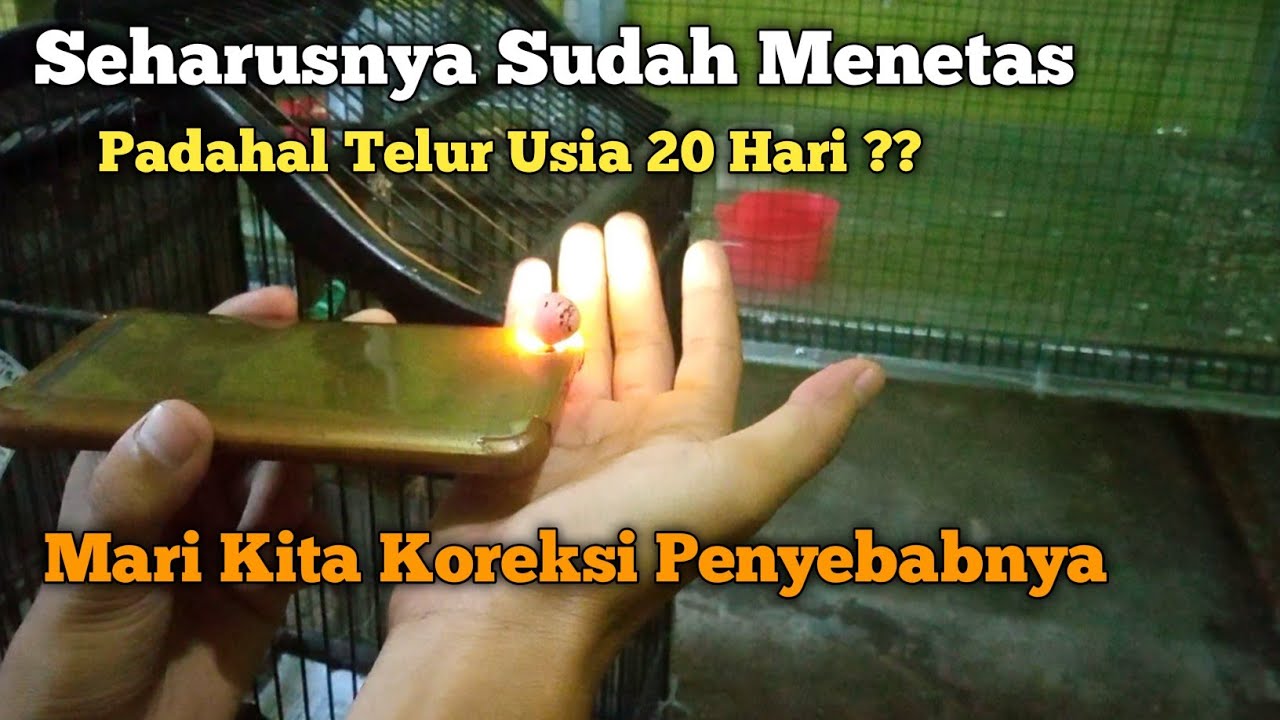 Telur Burung Kenari 14 Hari Belum Menetas