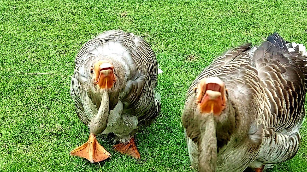 Aggressive Dewlap Toulouse Geese attacking me!