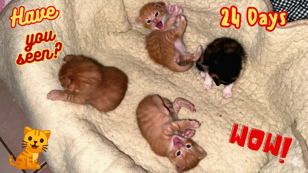 САМАЯ ЧИСТАЯ ЛЮБОВЬ! Самый трогательный момент: кошка-мама растопила сердца своих котят (ТАК МИЛО)