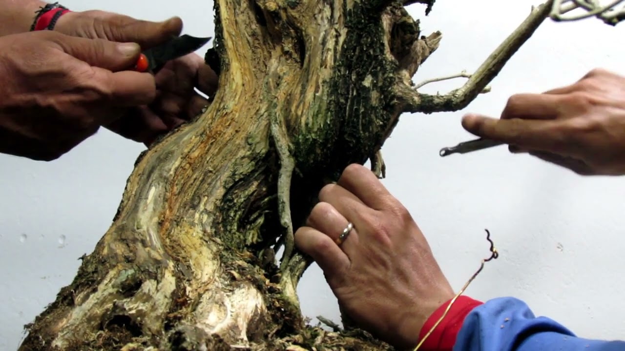 A TRANSFOMAÇÃO // BONSAI DE IPÊ // MIRIM