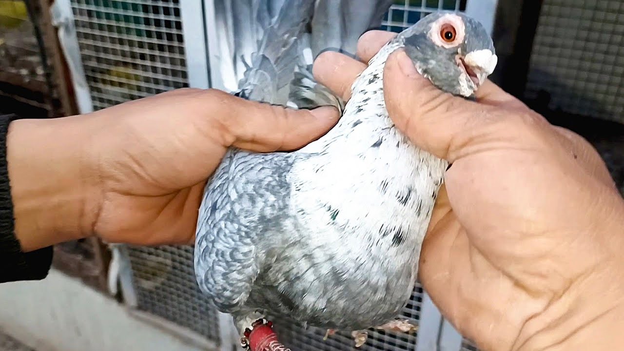 اجمل الطيور (90) طير حمام كش و(100) جوز زق احلى حمام