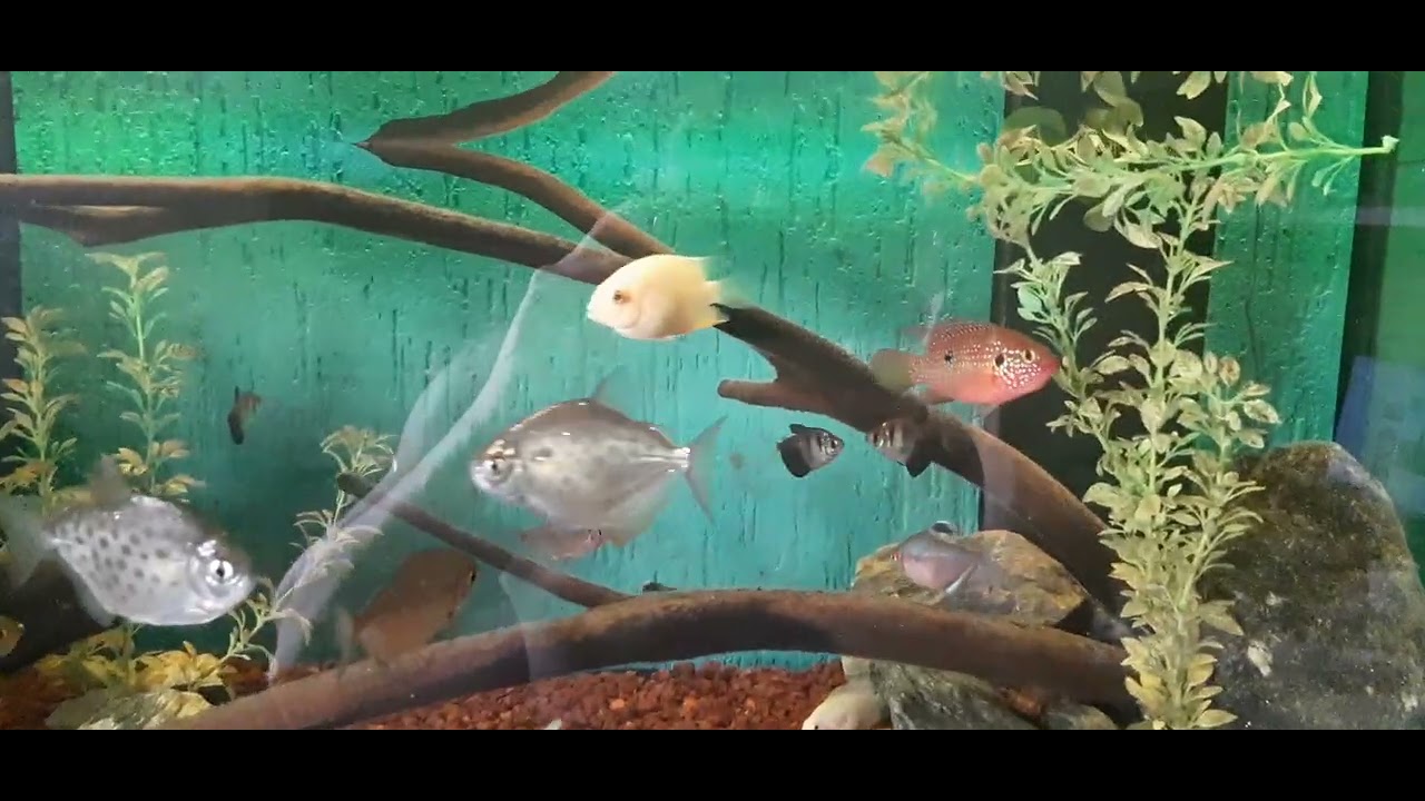 Aquário 240 litros 120x50x40 | Ciclídeo Arco-íris, Severum Gold, Green Terror, Carpa, Pacu Prateado