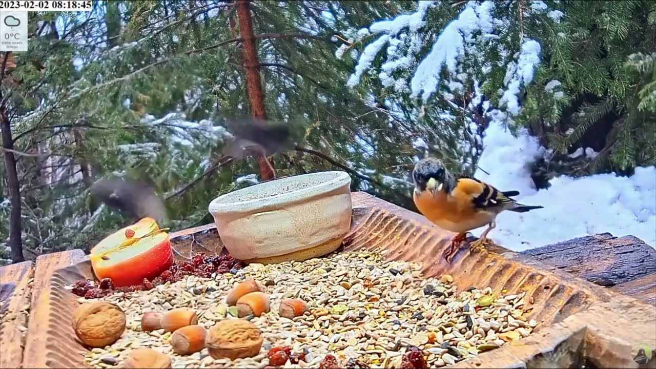 Jer (Fringilla montifringilla) popatrz jaki piękny jest to ptaszek 🤎🧡 The brambling - beautiful bird