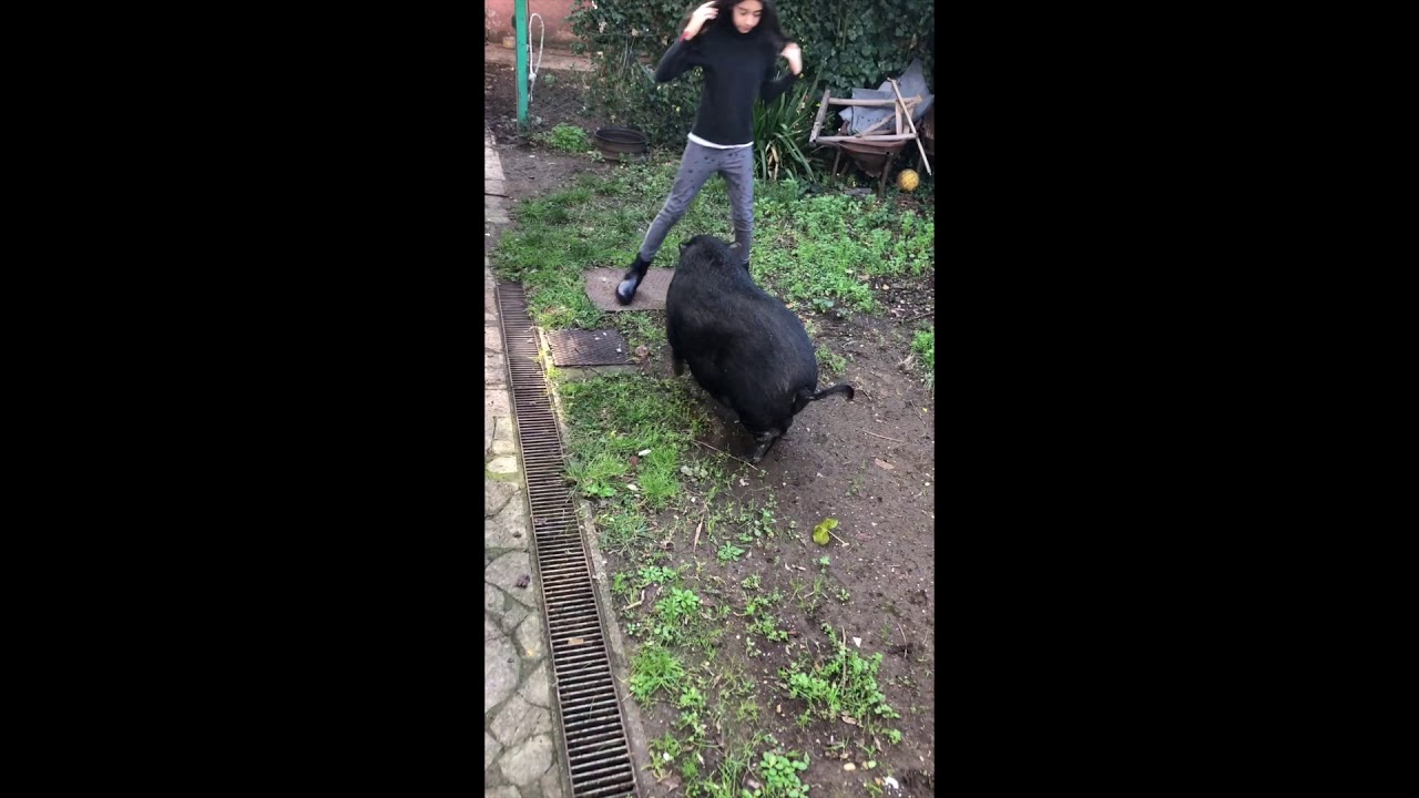 Cavalcare un Maiale non ha prezzo!