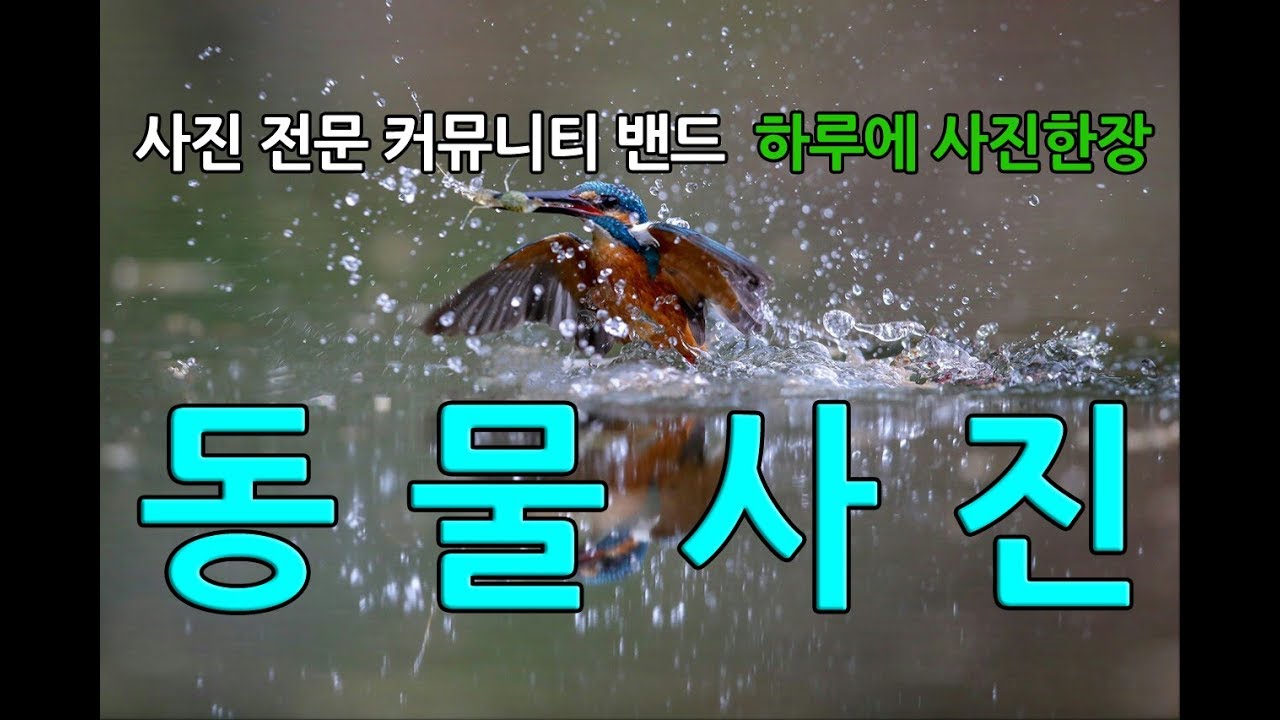 [사진갤러리] 동물사진 갤러리_사진감상_조류사진_물총새_후투티_캐논_니콘_소니
