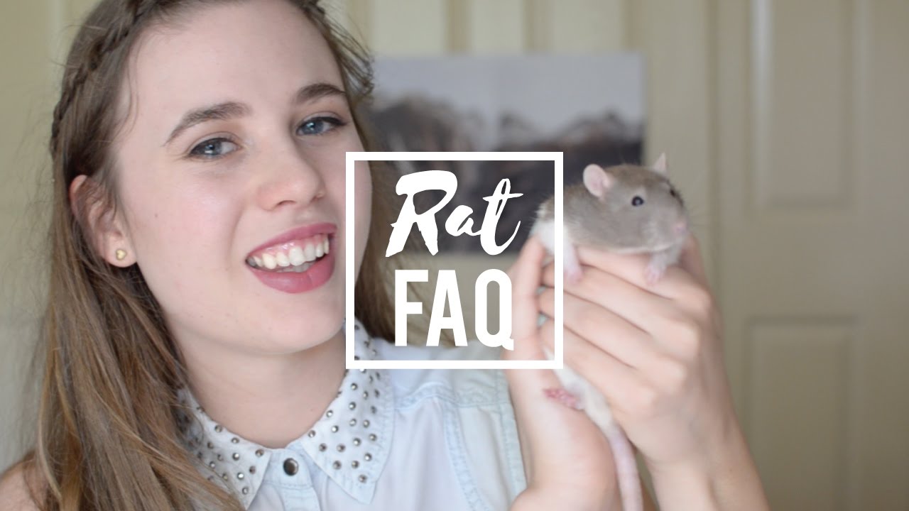 Answering Your Rat Questions | Q&A