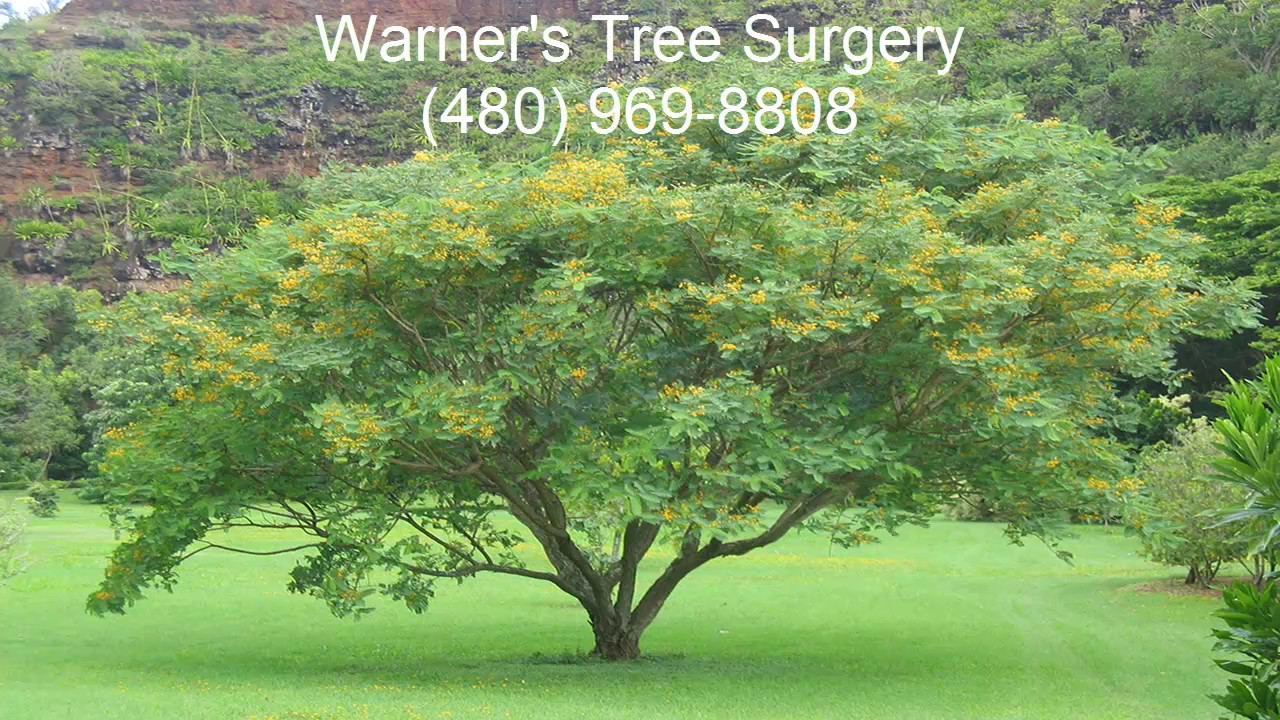 Tipu Tree Losing Leaves Mesa AZ 480 969 8808 Warner's Tree Surgery