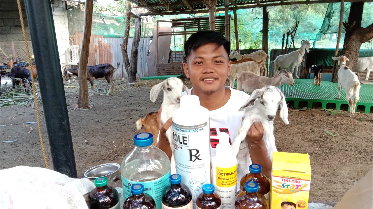 MGA TIPS AT URI NG GAMOT PARA SA MGA ALAGANG KAMBING #goatfarming #buhayprobinsya