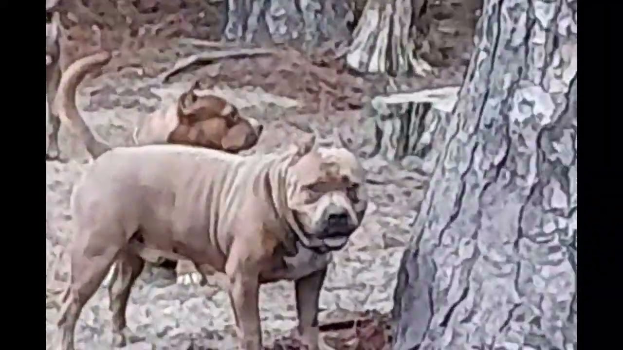 Who's Gonna Tell Them🤦🏾‍♀️ Pt 2 (The Switch Up) #dbbkamp #abkcamericanbully #puppiesavailable