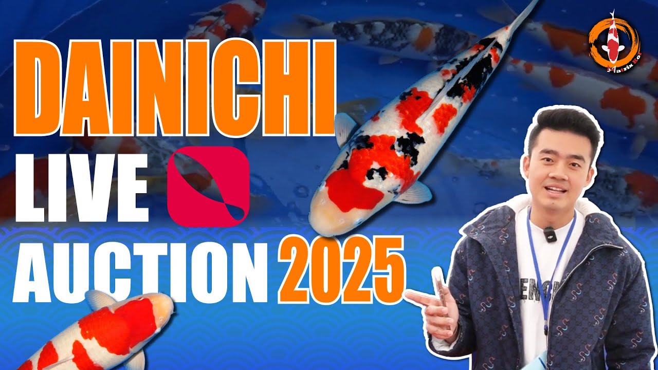 งานประมูลสด Dainichi Koi Farm 2025 