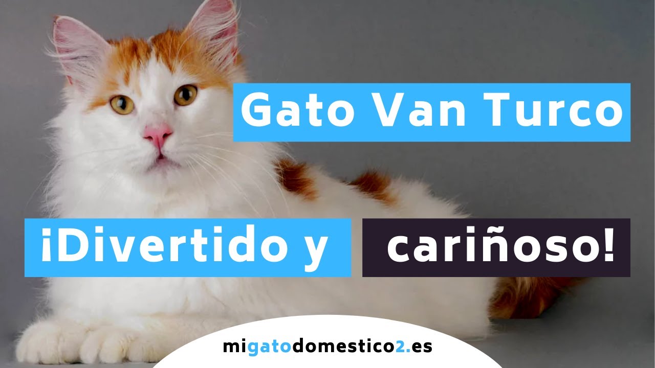 💖 GATO VAN TURCO  |  😼 El gato más DIVERTIDO y ANTIGUO  ⏰