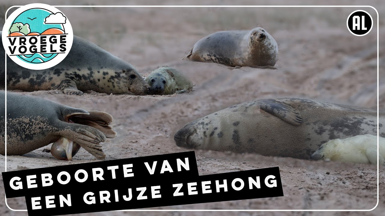 Eerste levensminuten van een grijze zeehond | Zelf Geschoten | Vroege Vogels