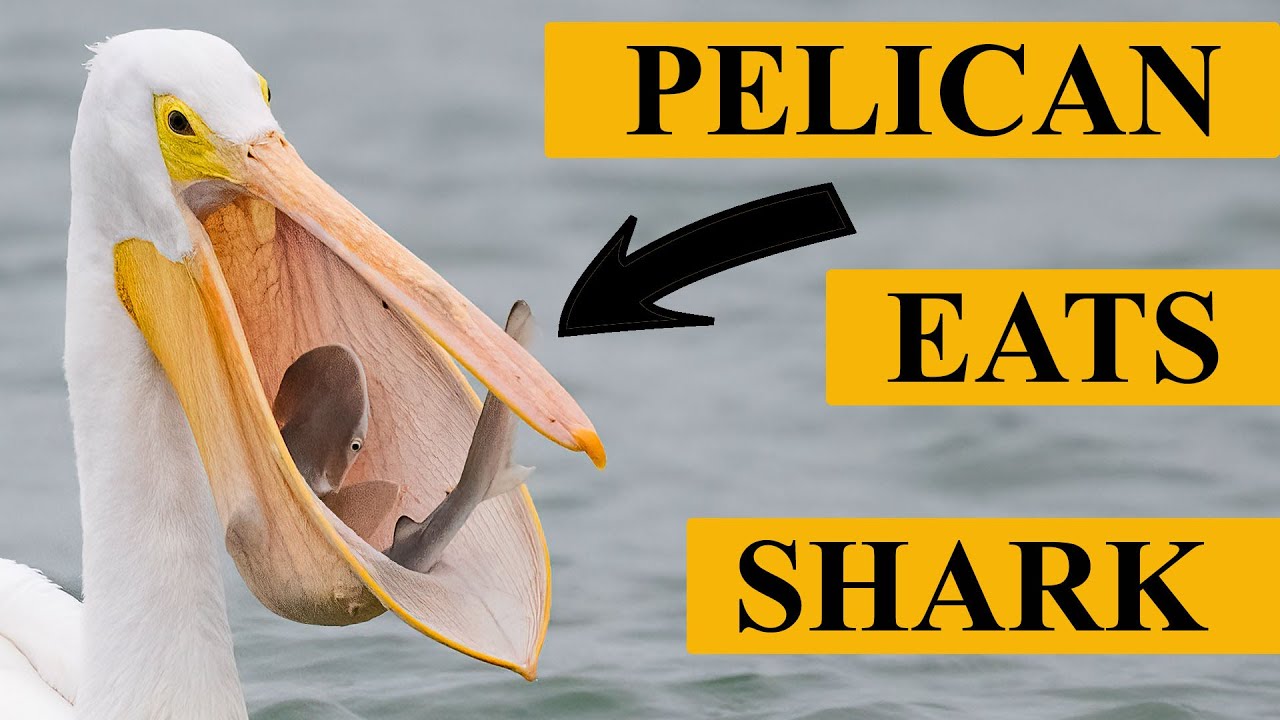 Nikon Z9 First Impressions - Pelican Eats Shark - Nikon 500 PF