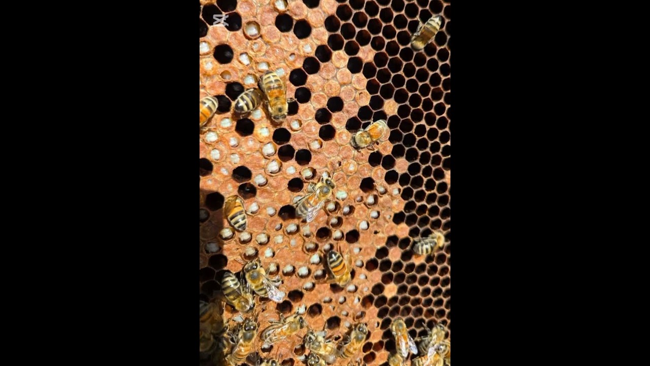 علاج التحجر الطباشيرى وتعفن الحضنة الأوروبى  ودودة الشمع #نحل #عسل #bee
