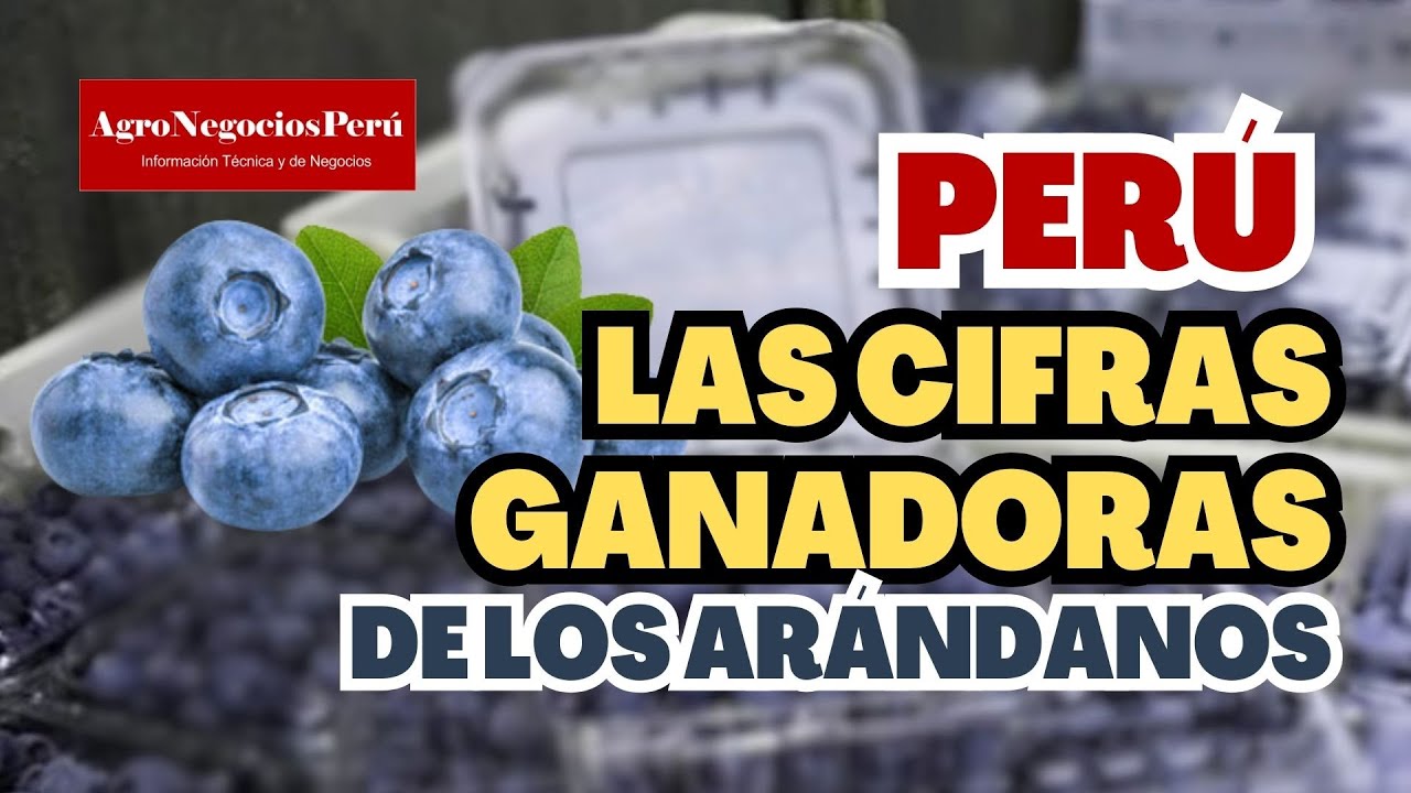 Arándanos: Perú supera las 18 mil hectáreas produciendo