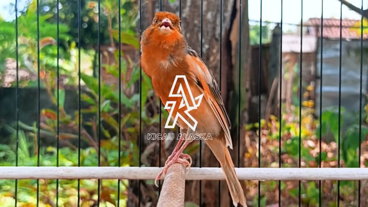 PANCINGAN KENARI#020 